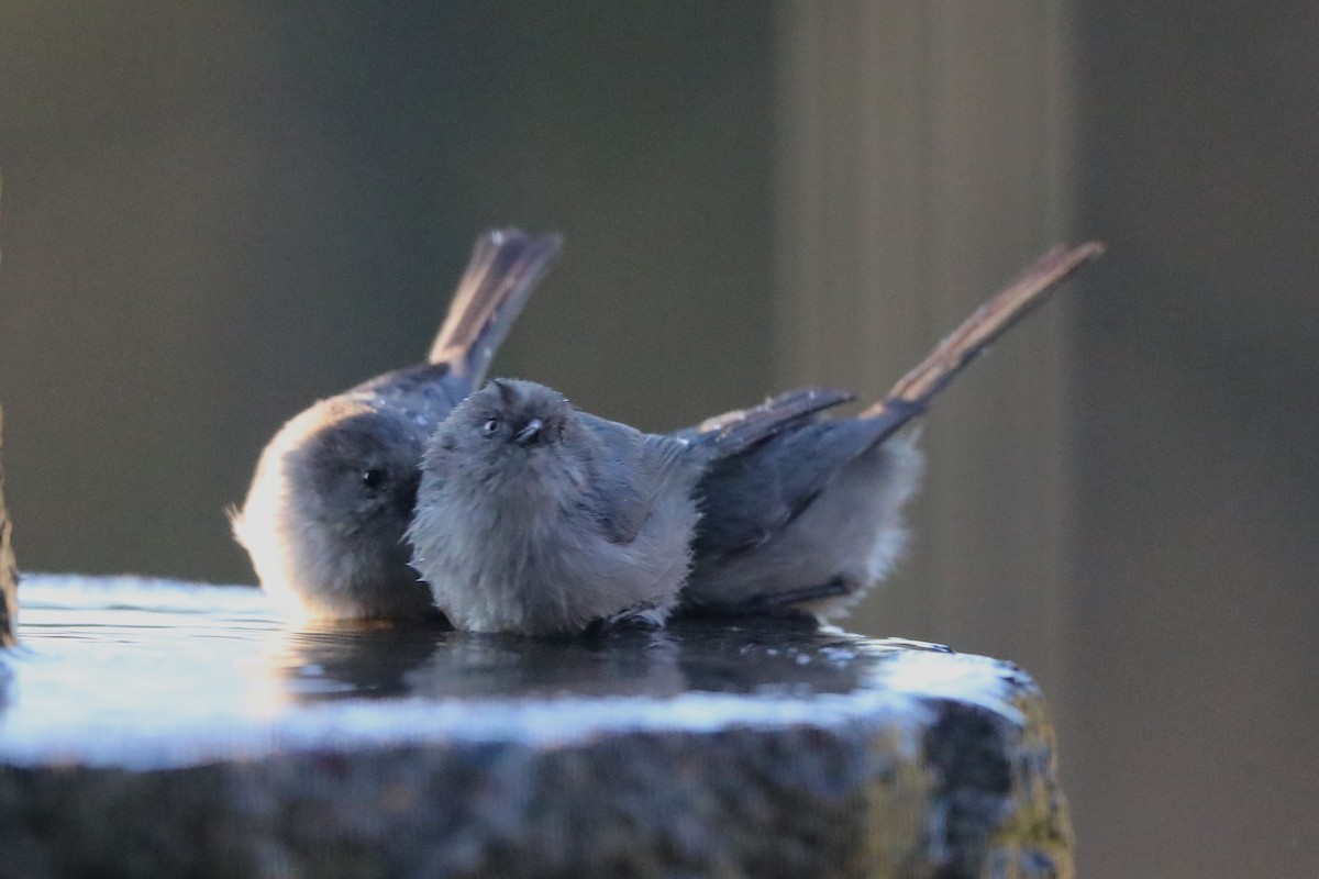 Bushtit - ML620741020