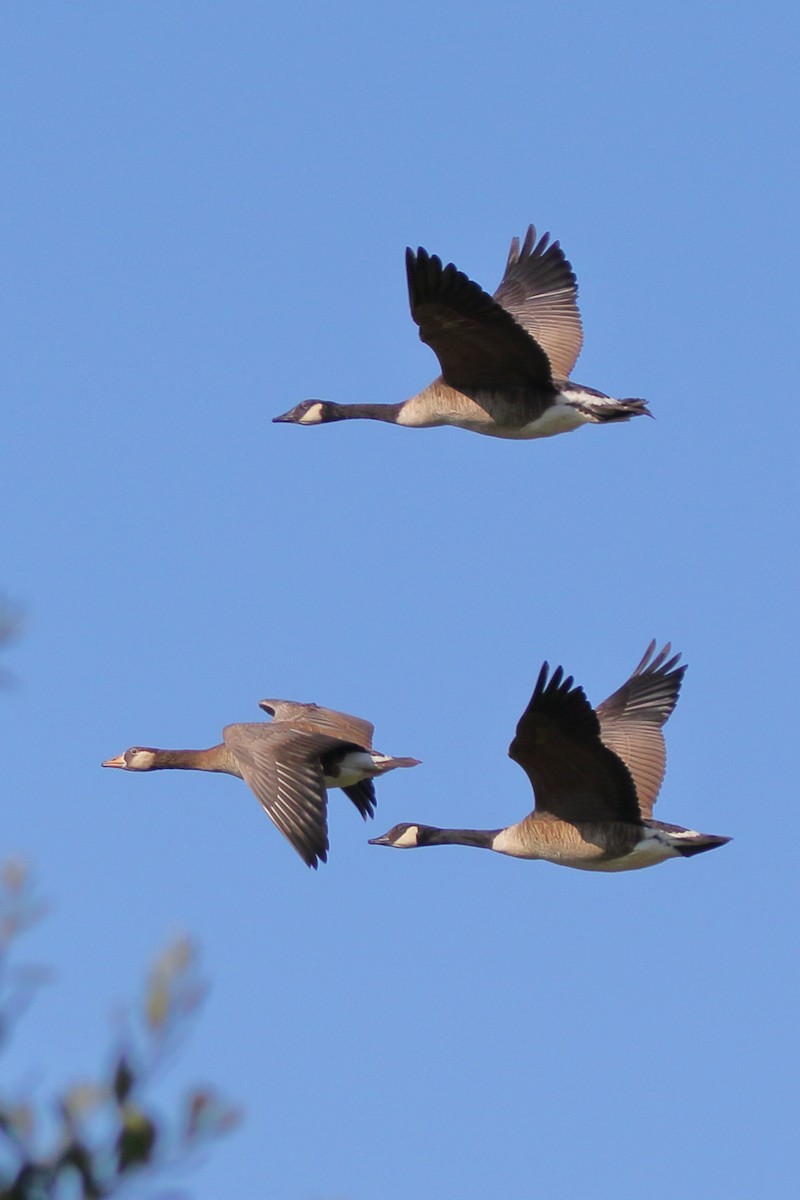 Graylag x Canada Goose (hybrid) - ML620741021