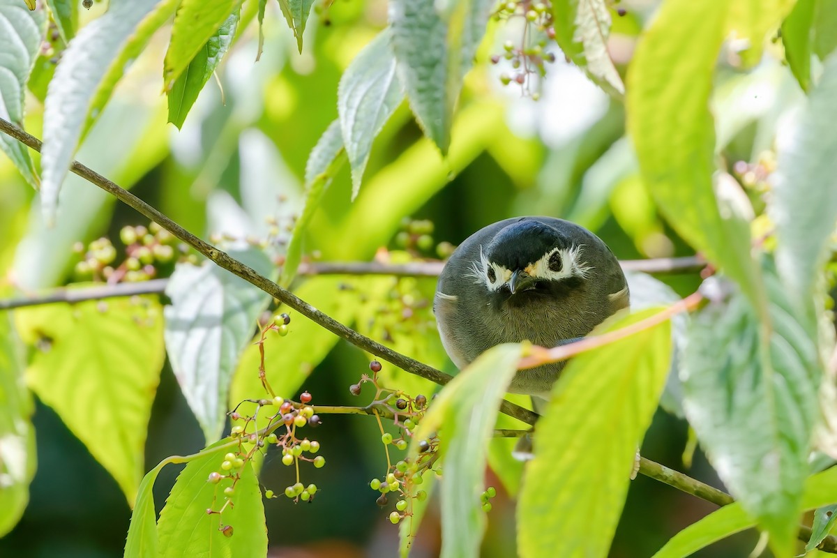 White-eared Sibia - ML620741026