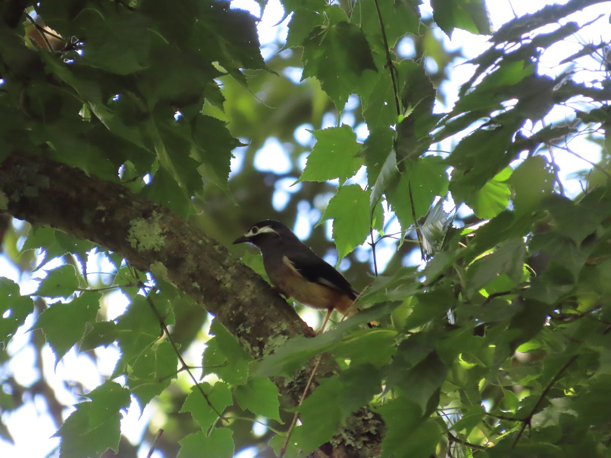 White-eared Sibia - ML620741028