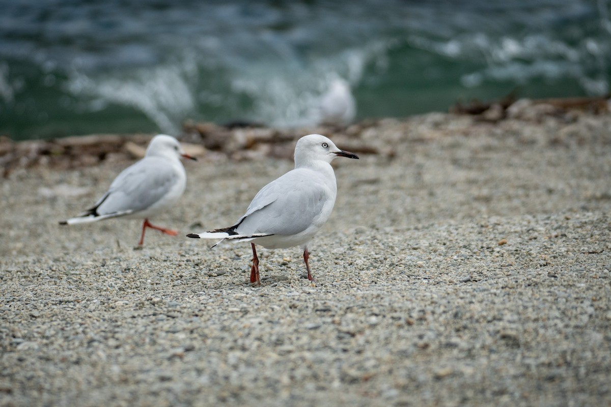 Black-billed Gull - ML620741030