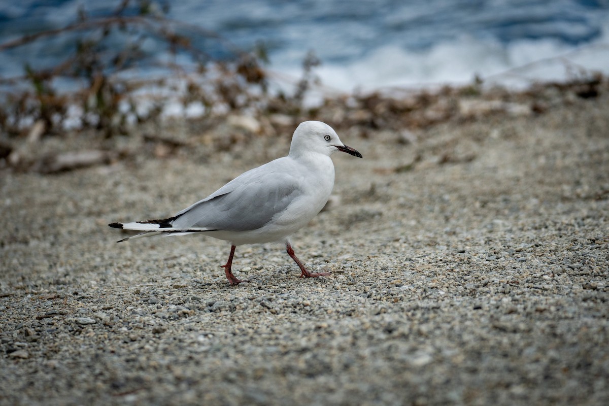 Black-billed Gull - ML620741032