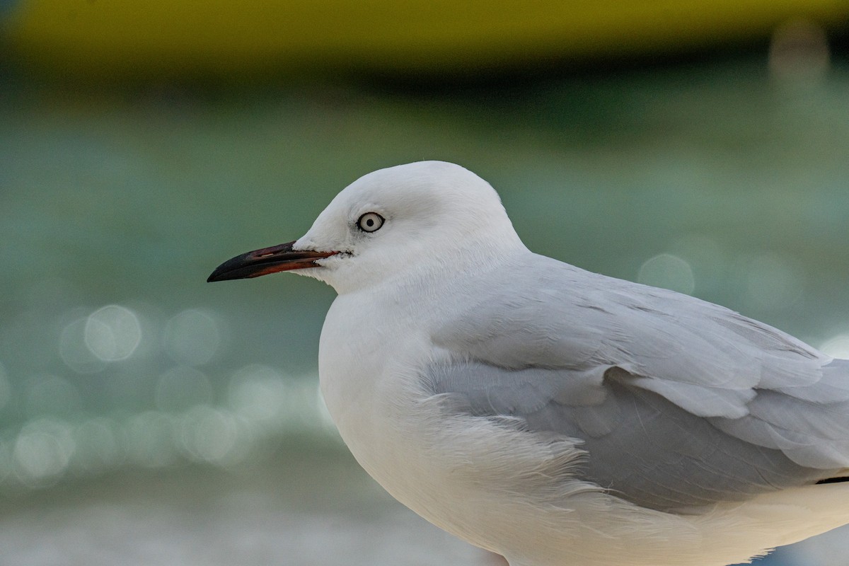 Black-billed Gull - ML620741033