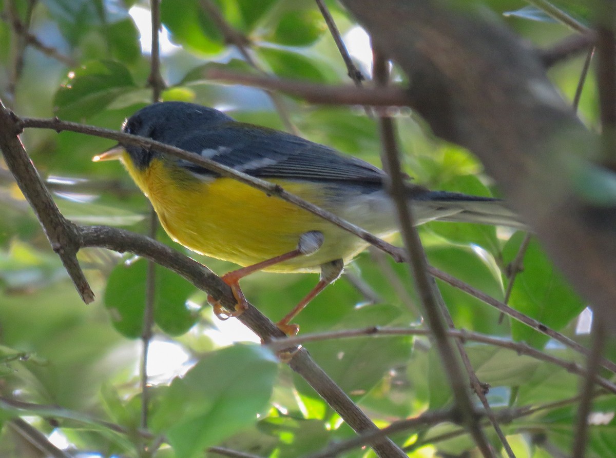 Tropical Parula - Marina Borba Nakagaki