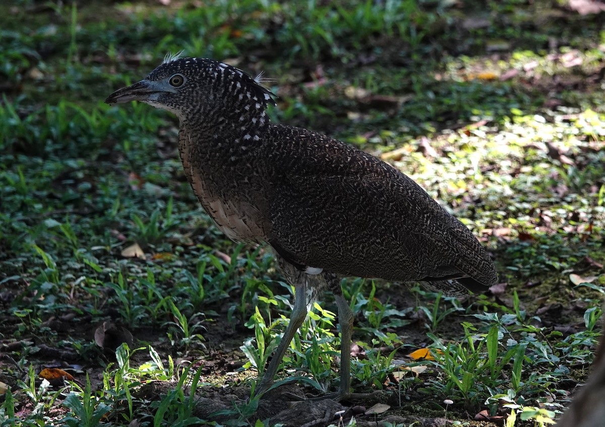 Malayan Night Heron - ML620741040