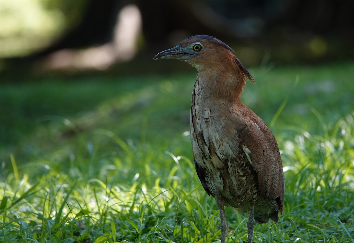 Malayan Night Heron - ML620741041