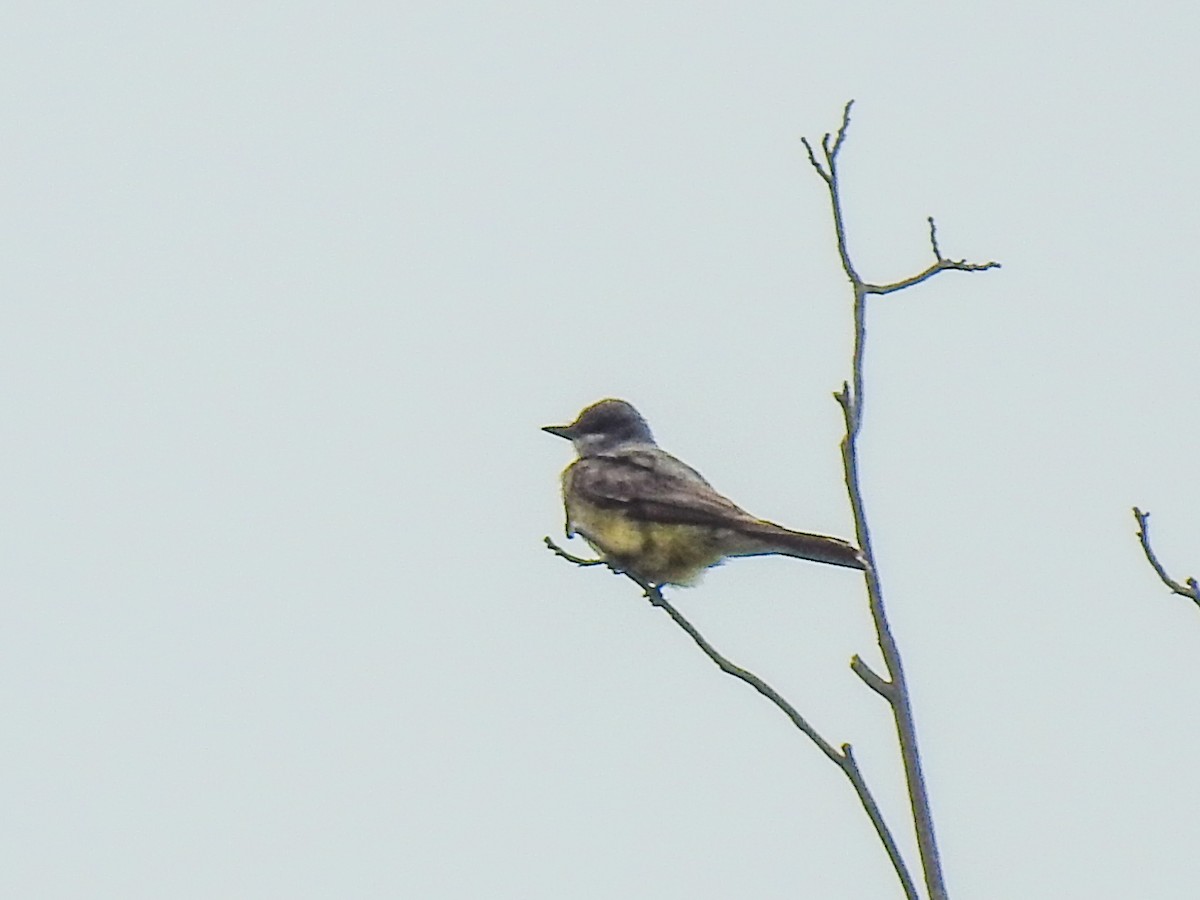 Cassin's Kingbird - ML620741042