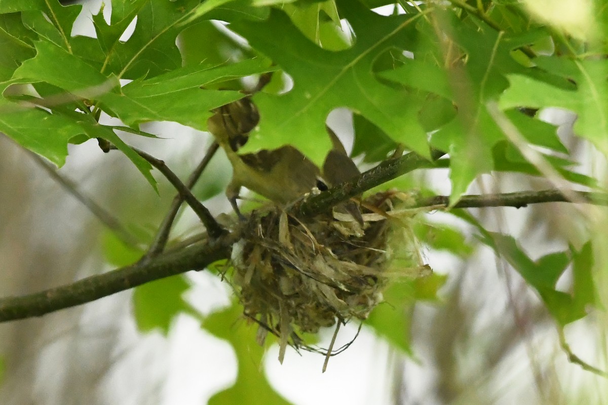 Braunaugenvireo - ML620741043