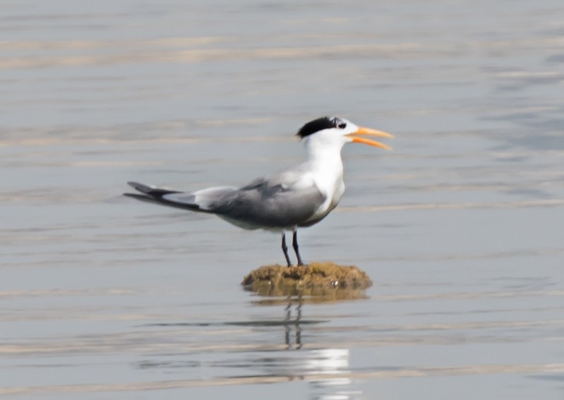 Sandwich Tern - ML620741044