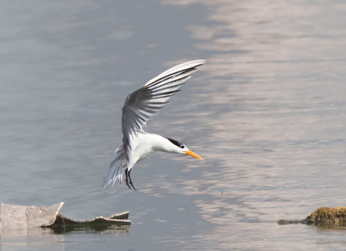 Lesser Crested Tern - ML620741047