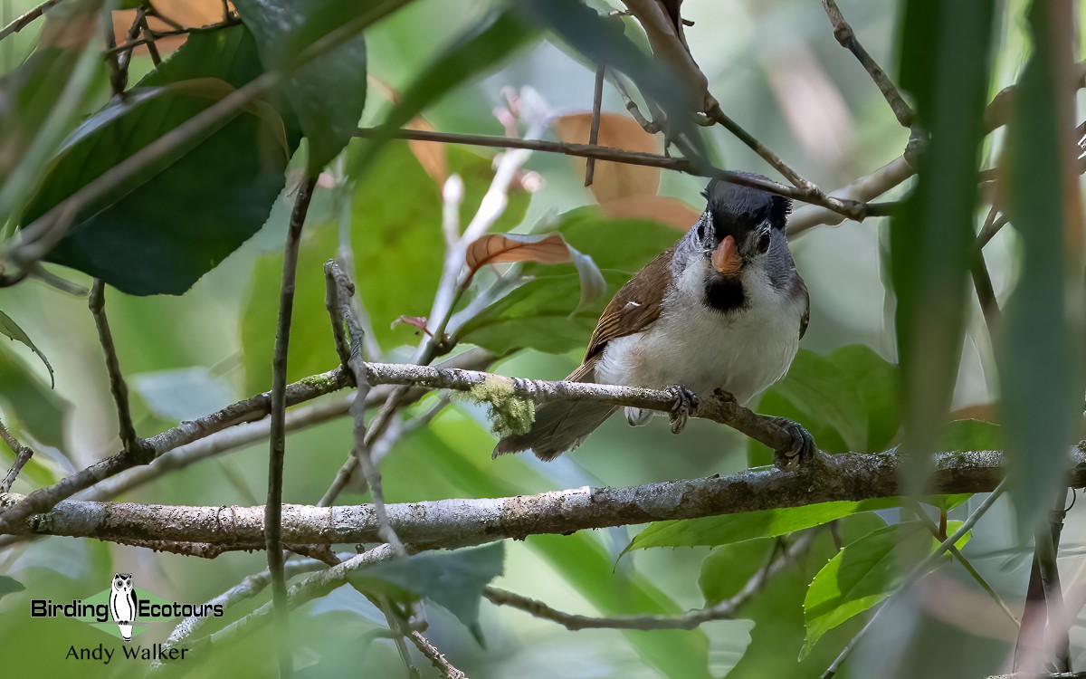 Paradoxornis à tête grise - ML620741049