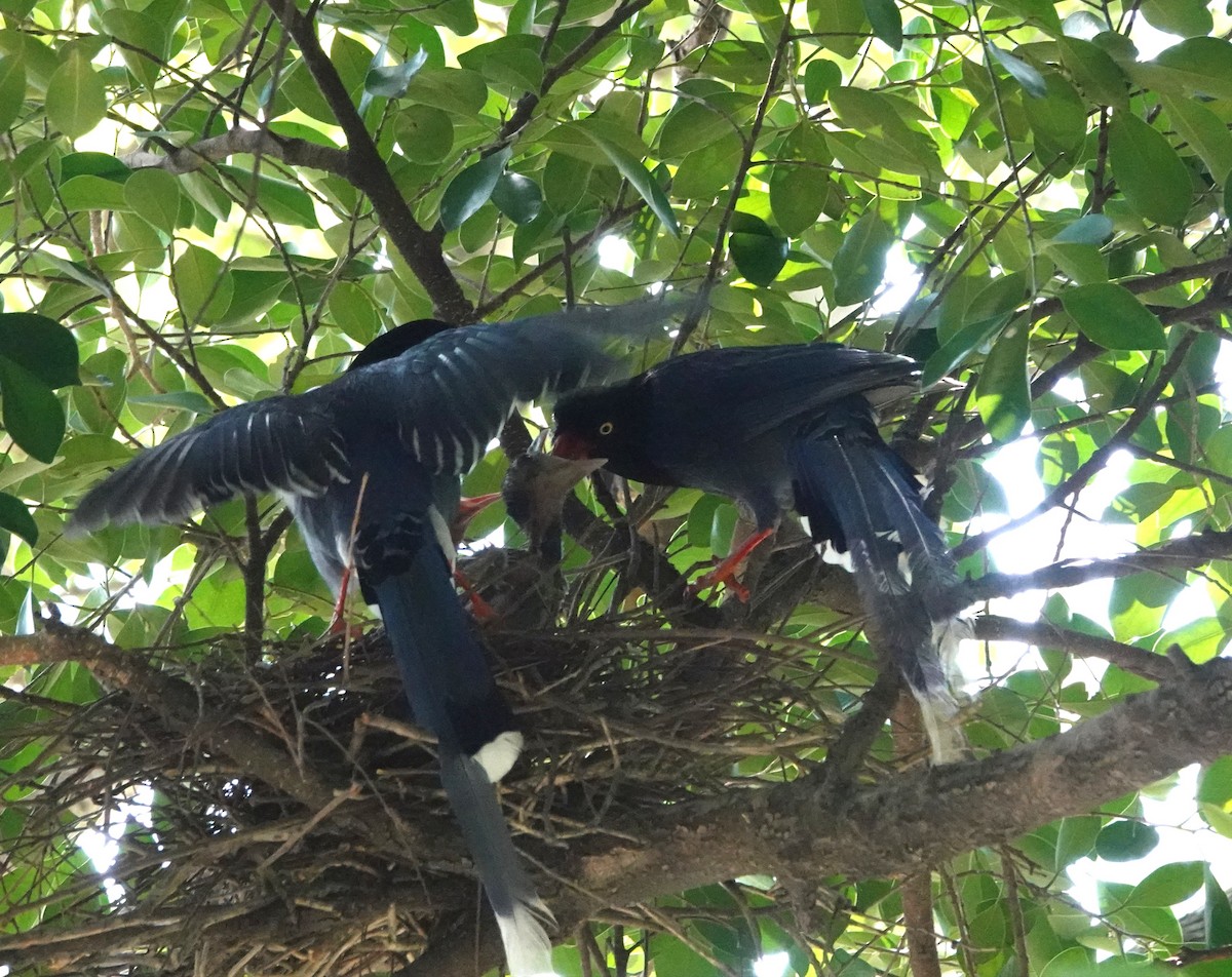 Taiwan Blue-Magpie - ML620741053