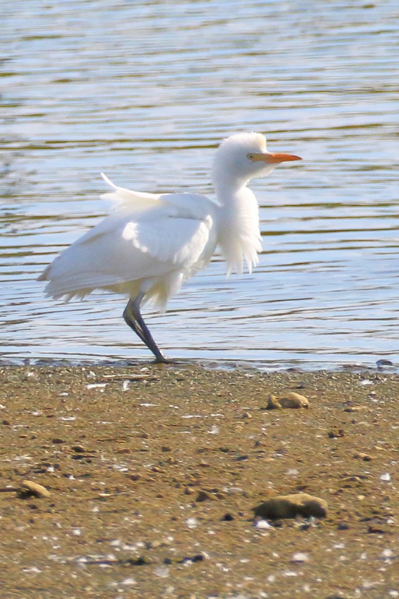 Western Cattle Egret - ML620741055