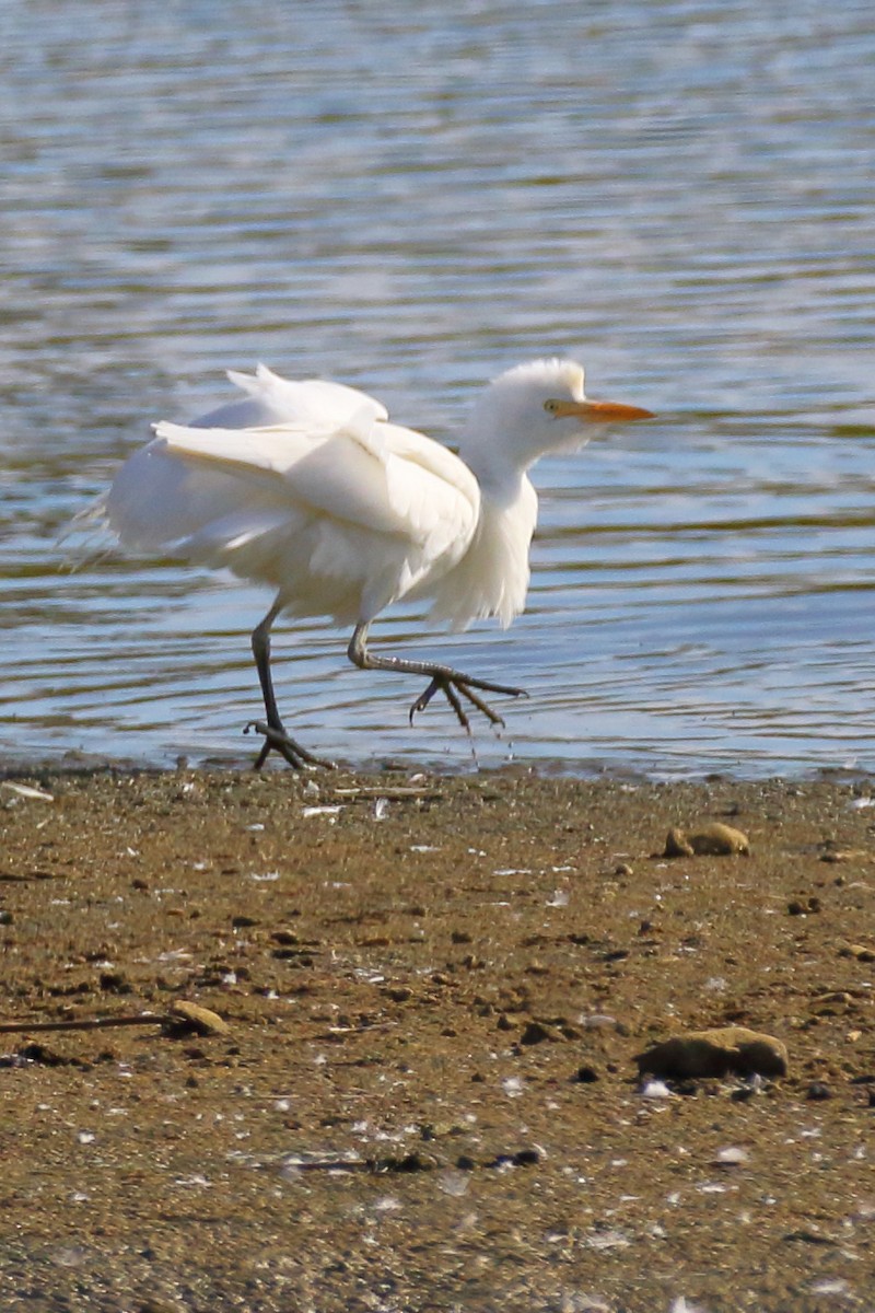 Western Cattle Egret - ML620741056