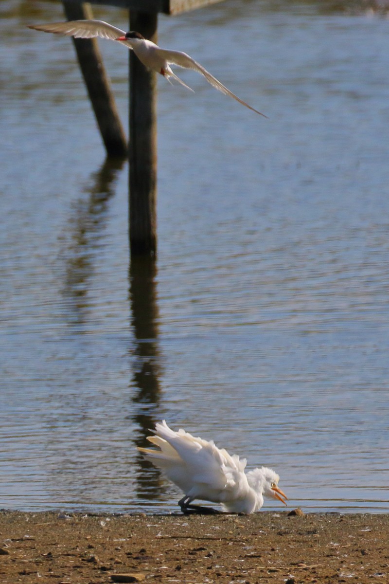 Western Cattle Egret - ML620741058