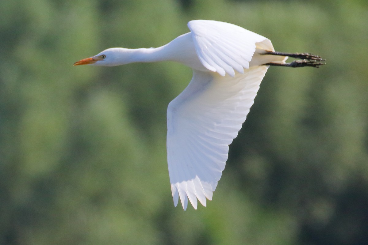 Western Cattle Egret - ML620741059