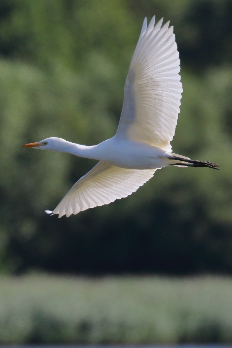 Western Cattle Egret - ML620741060