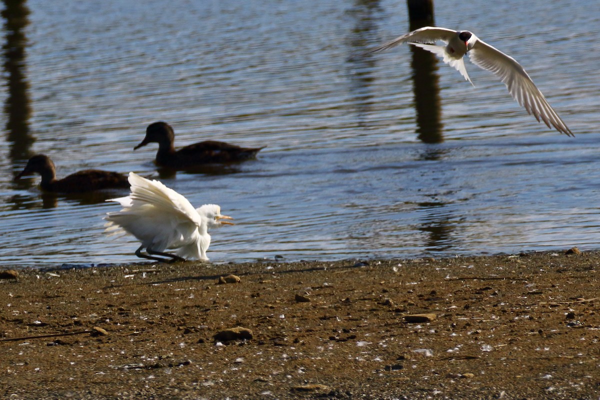 Western Cattle Egret - ML620741061