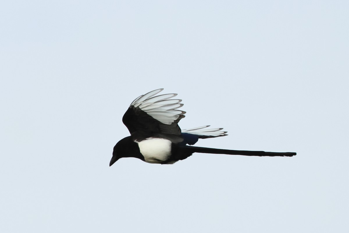 Black-billed Magpie - ML620741062