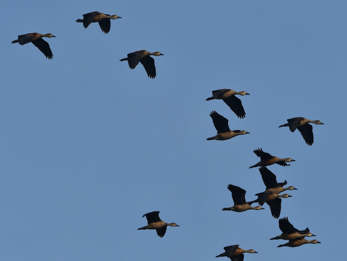 Lesser Whistling-Duck - ML620741065