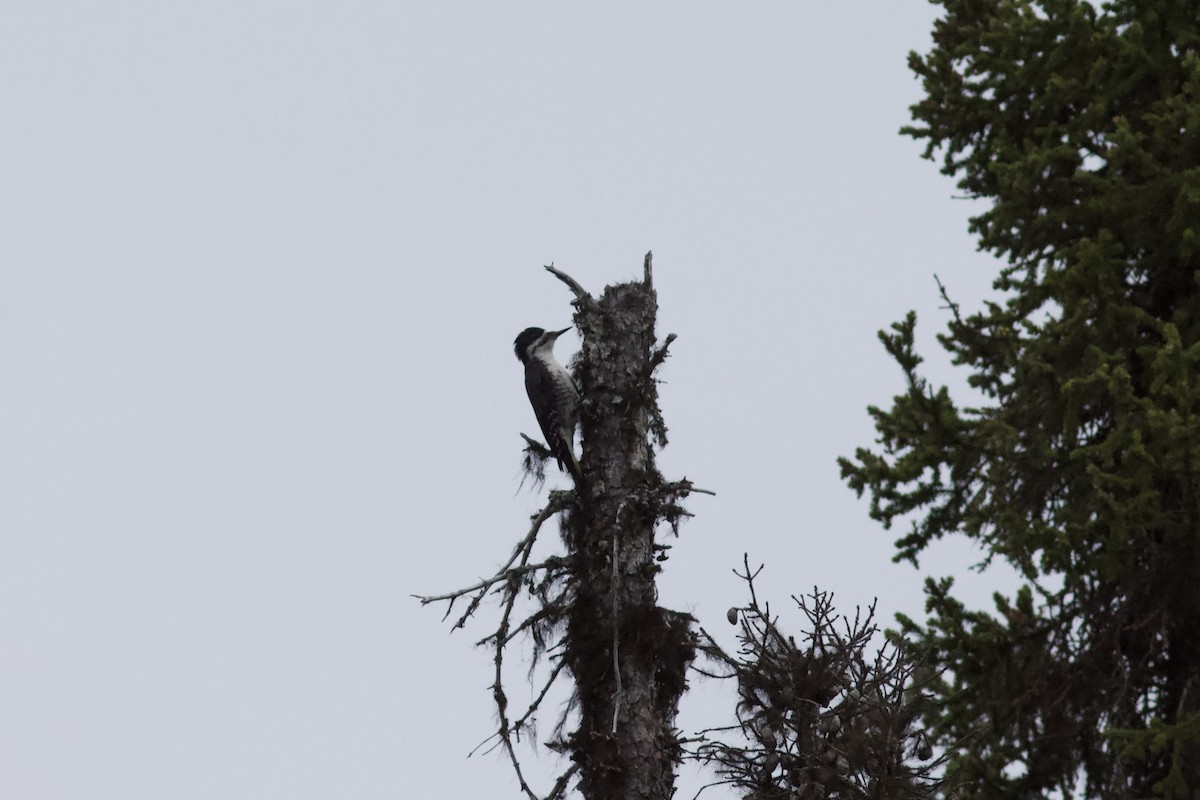 Black-backed Woodpecker - ML620741068