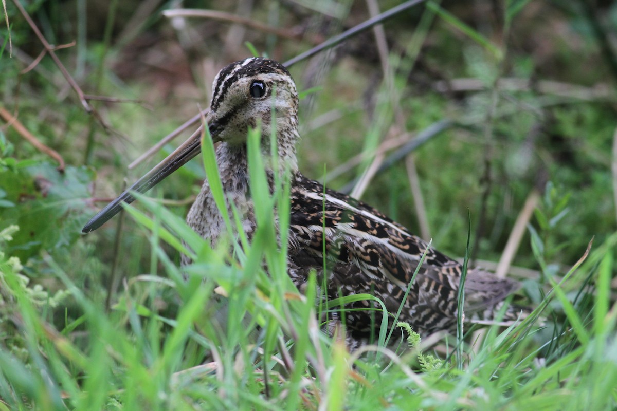 Common Snipe - ML620741071