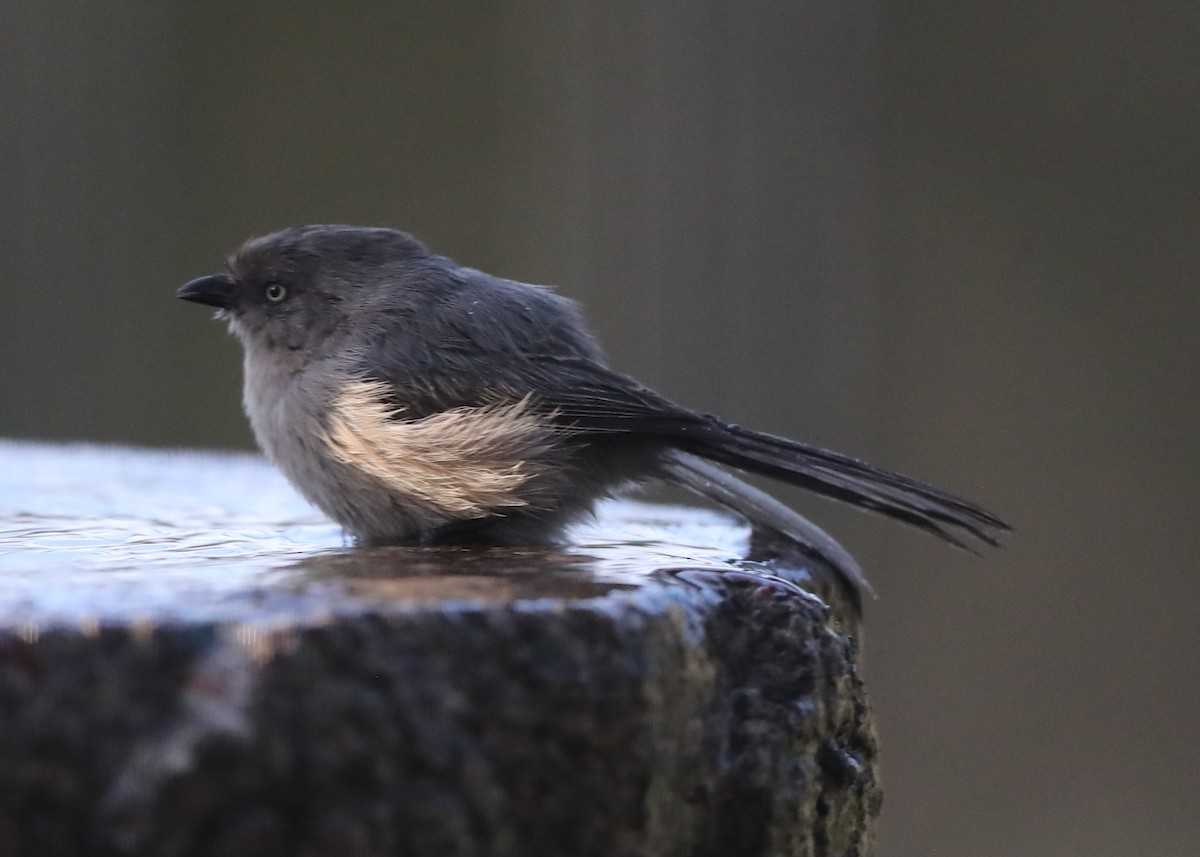 Bushtit - ML620741072