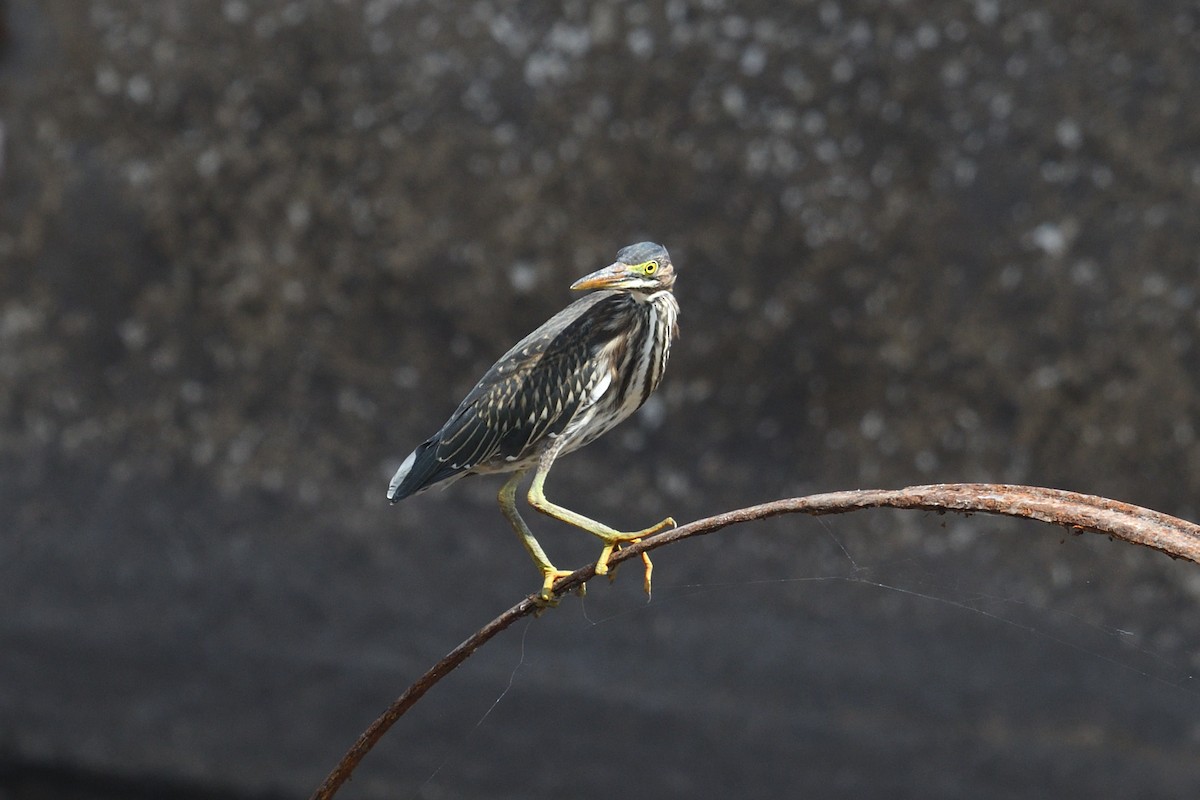 Green Heron - ML620741073