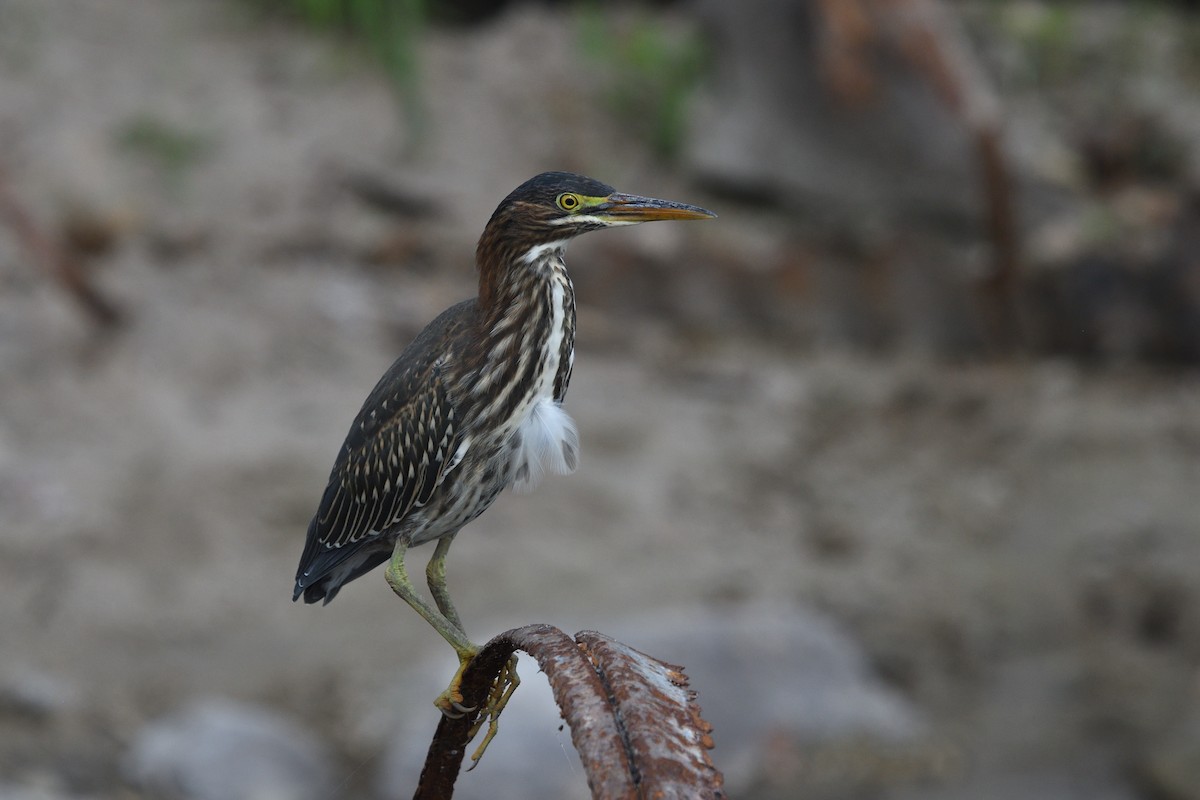 Green Heron - ML620741075