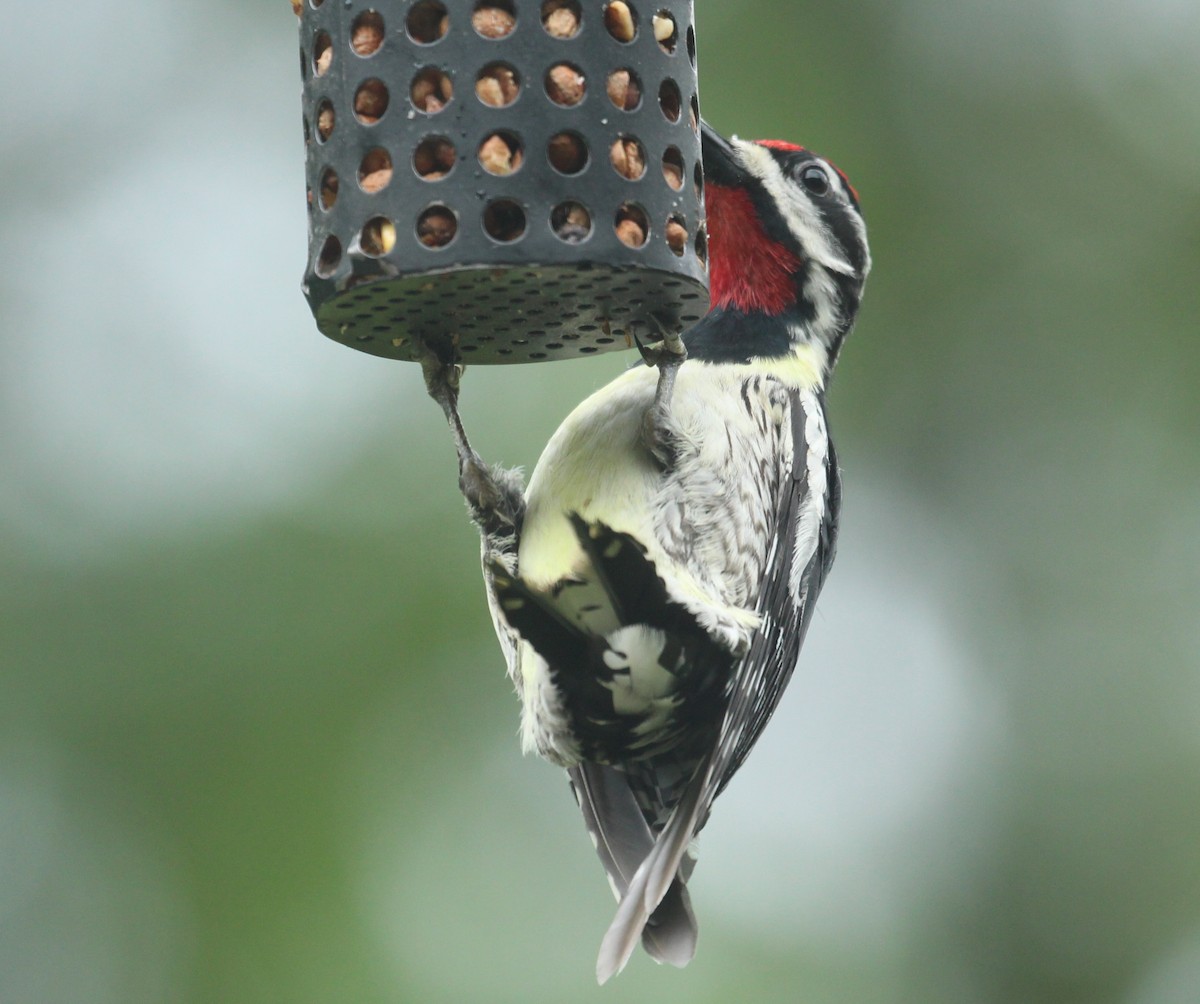 Yellow-bellied Sapsucker - ML620741076