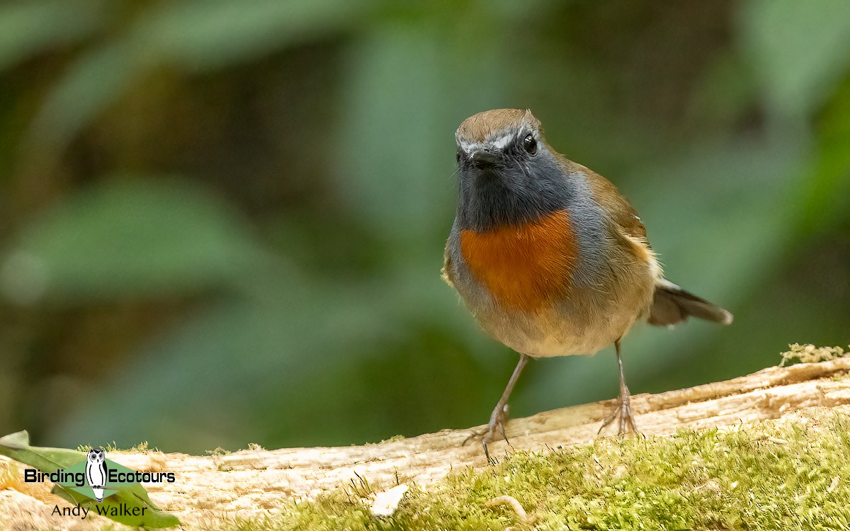 Rufous-gorgeted Flycatcher - ML620741080