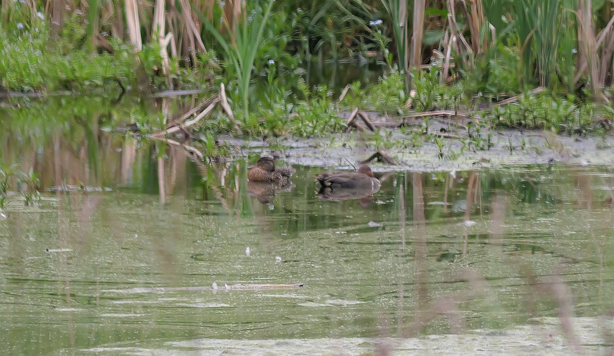 Green-winged Teal - ML620741081