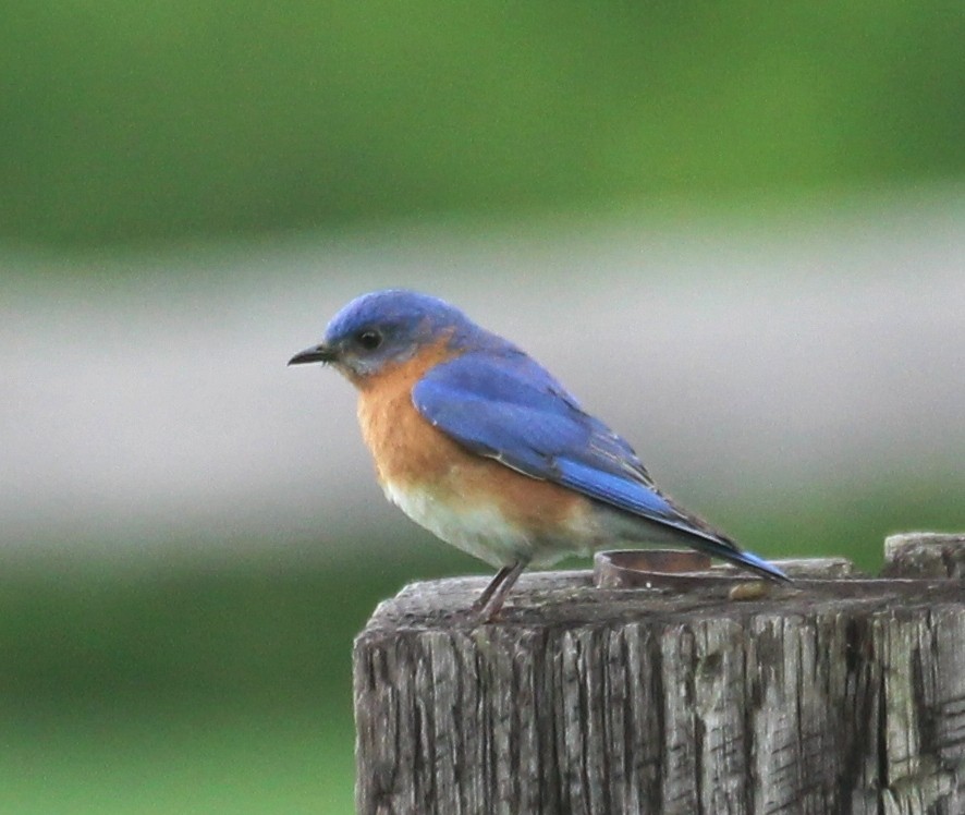 Eastern Bluebird - ML620741082