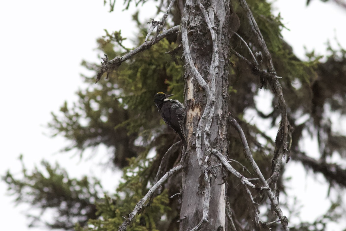 American Three-toed Woodpecker - ML620741083