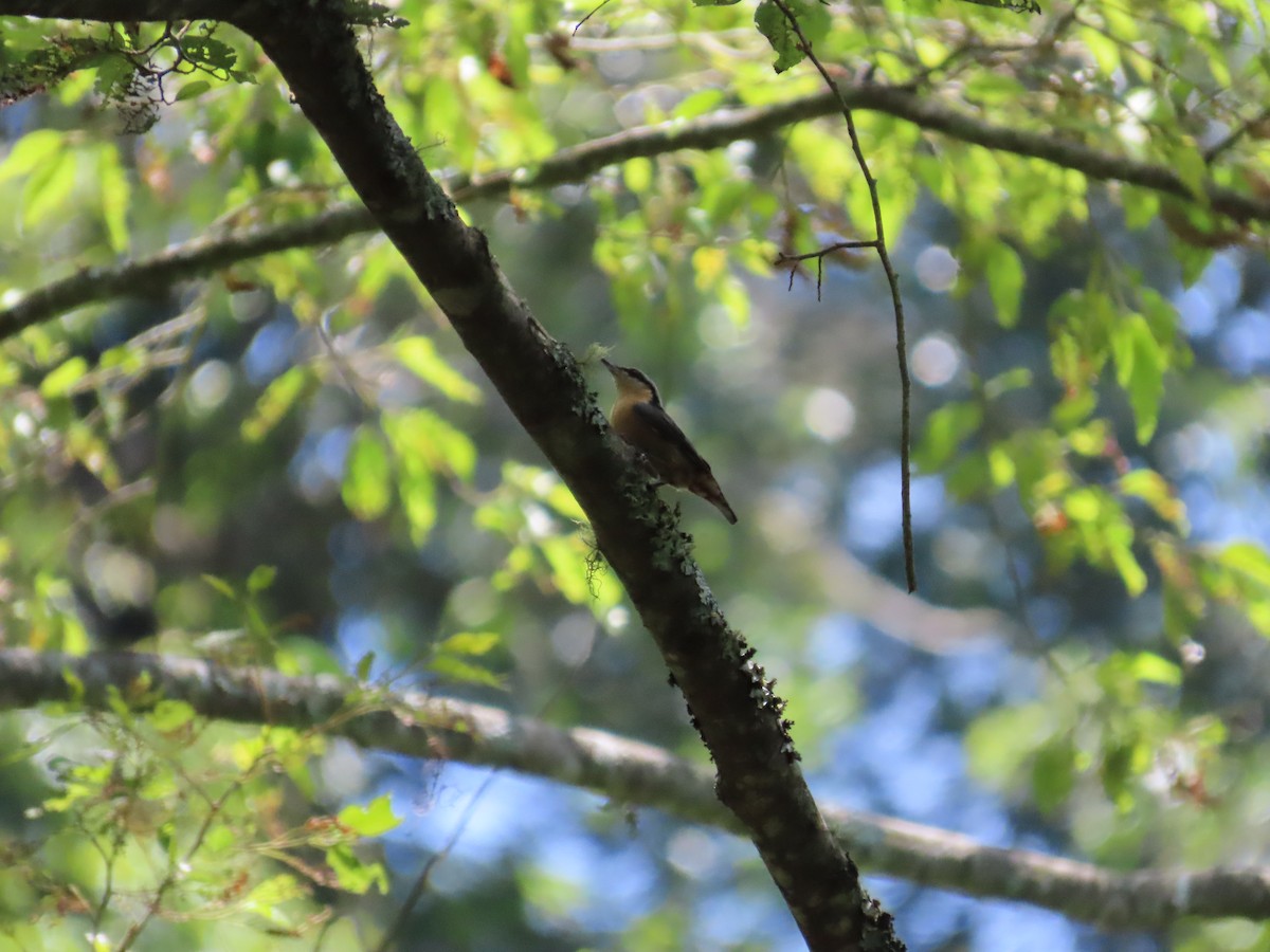 Eurasian Nuthatch - ML620741085