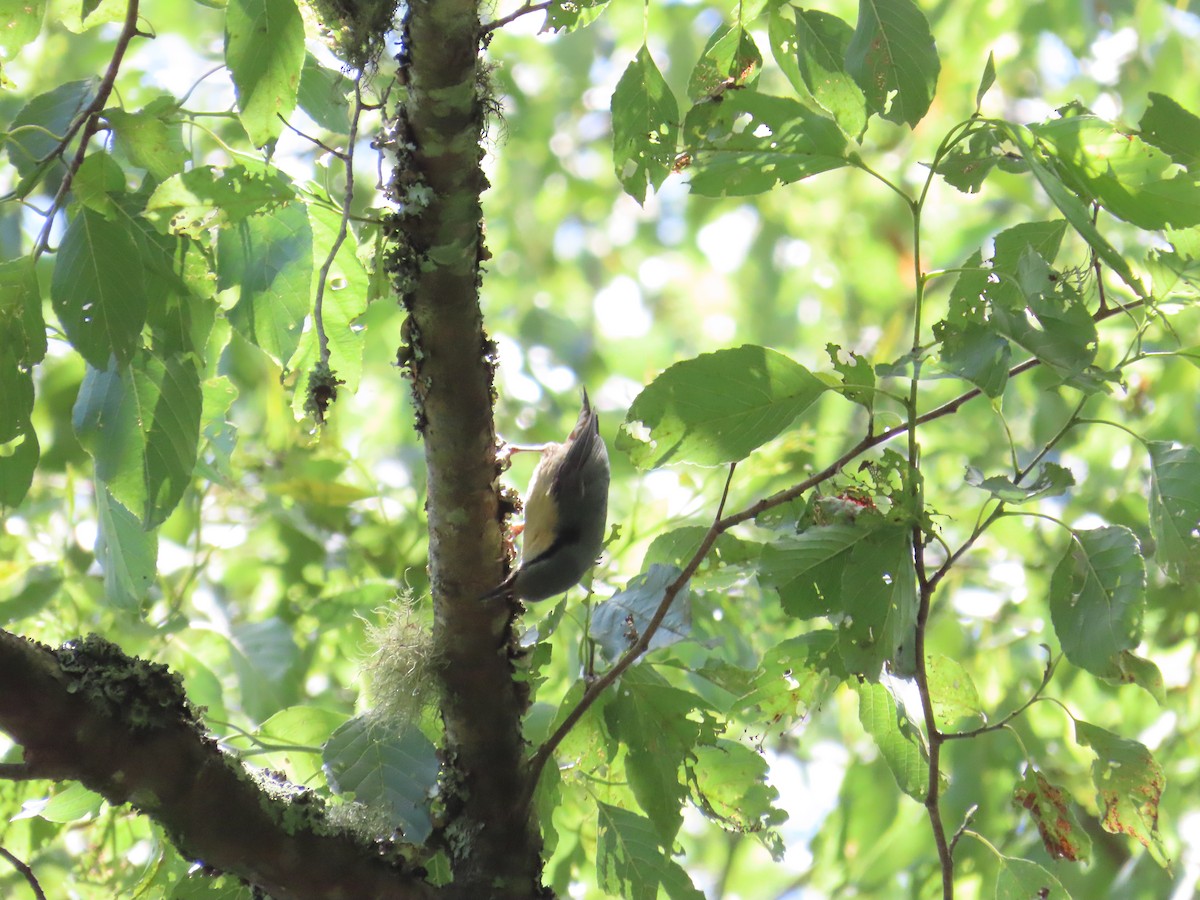 Eurasian Nuthatch - ML620741087