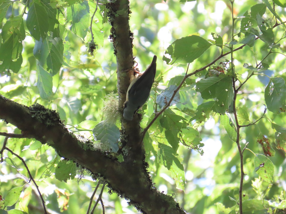 Eurasian Nuthatch - ML620741088