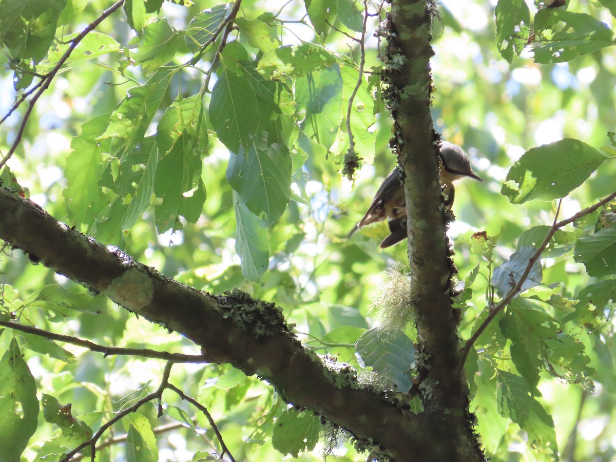 Eurasian Nuthatch - ML620741089