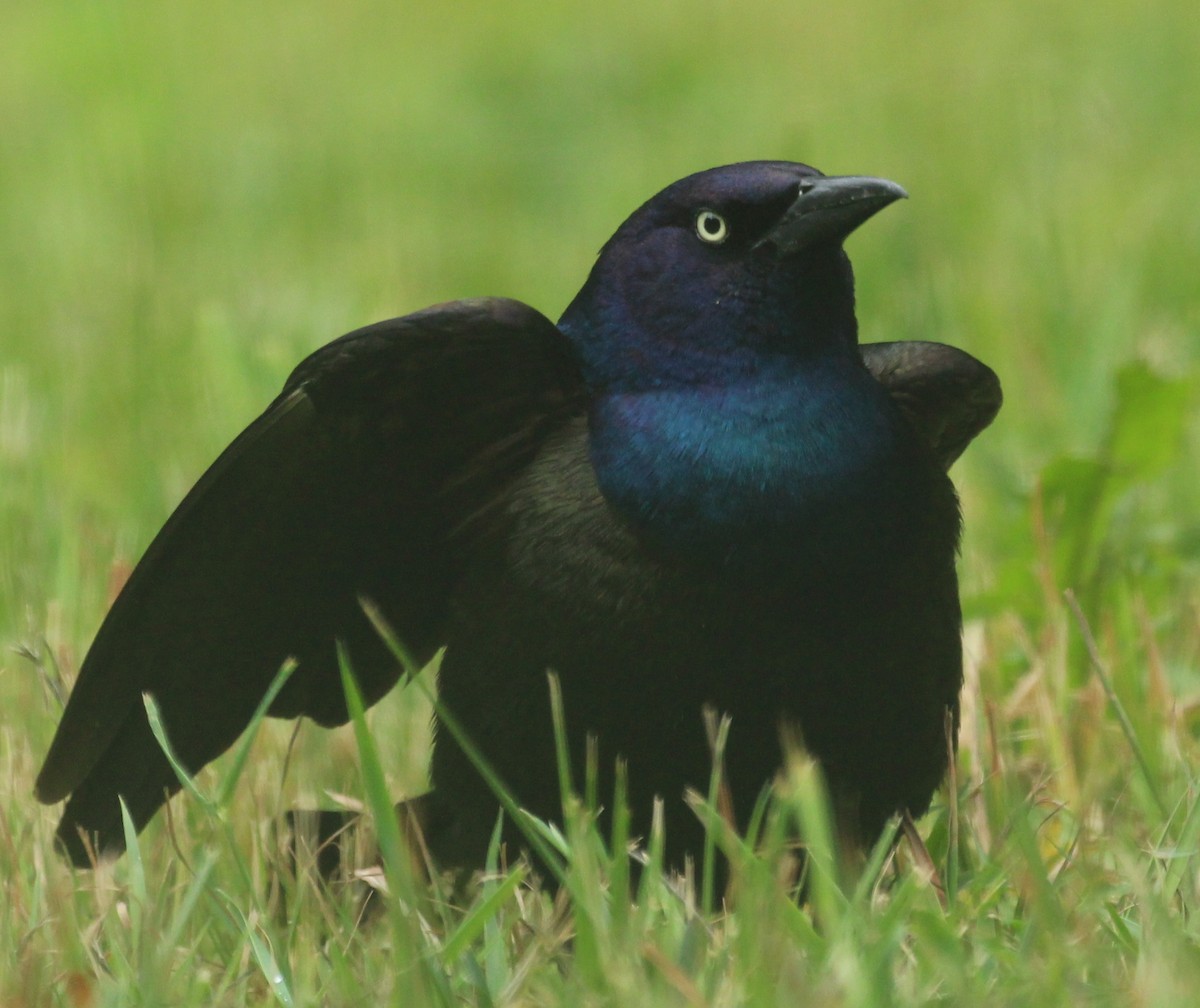 Common Grackle - ML620741091