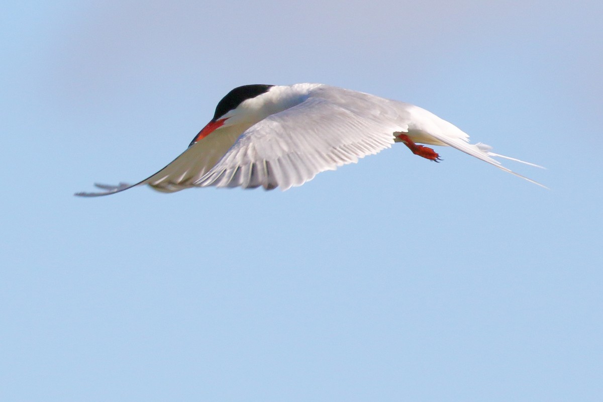 Common Tern - ML620741096