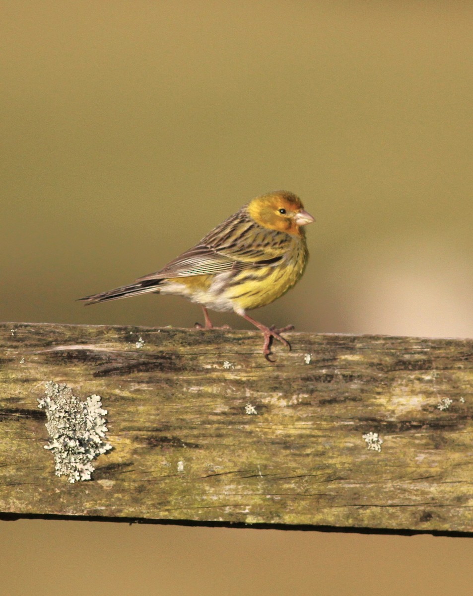 Serin des Canaries - ML620741098