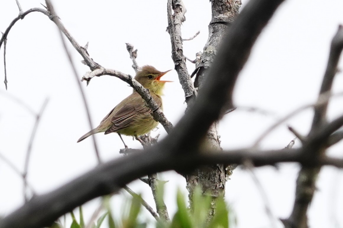 Melodious Warbler - ML620741101