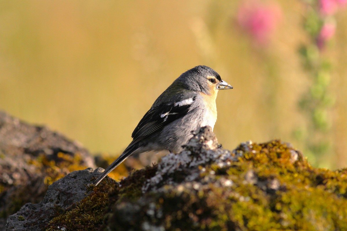 Azores Chaffinch - ML620741102