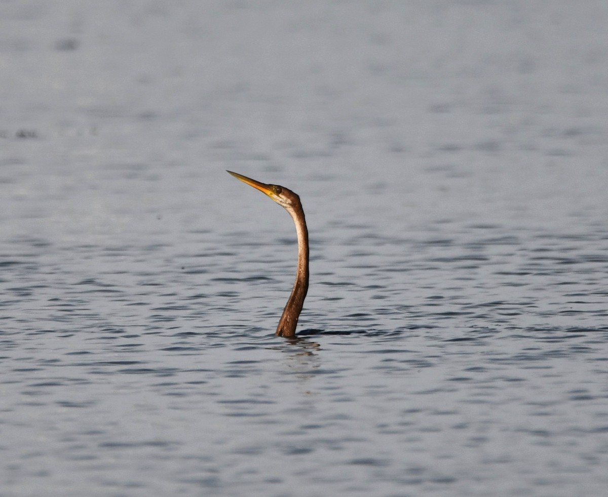 Oriental Darter - Aishwarya Vijayakumar