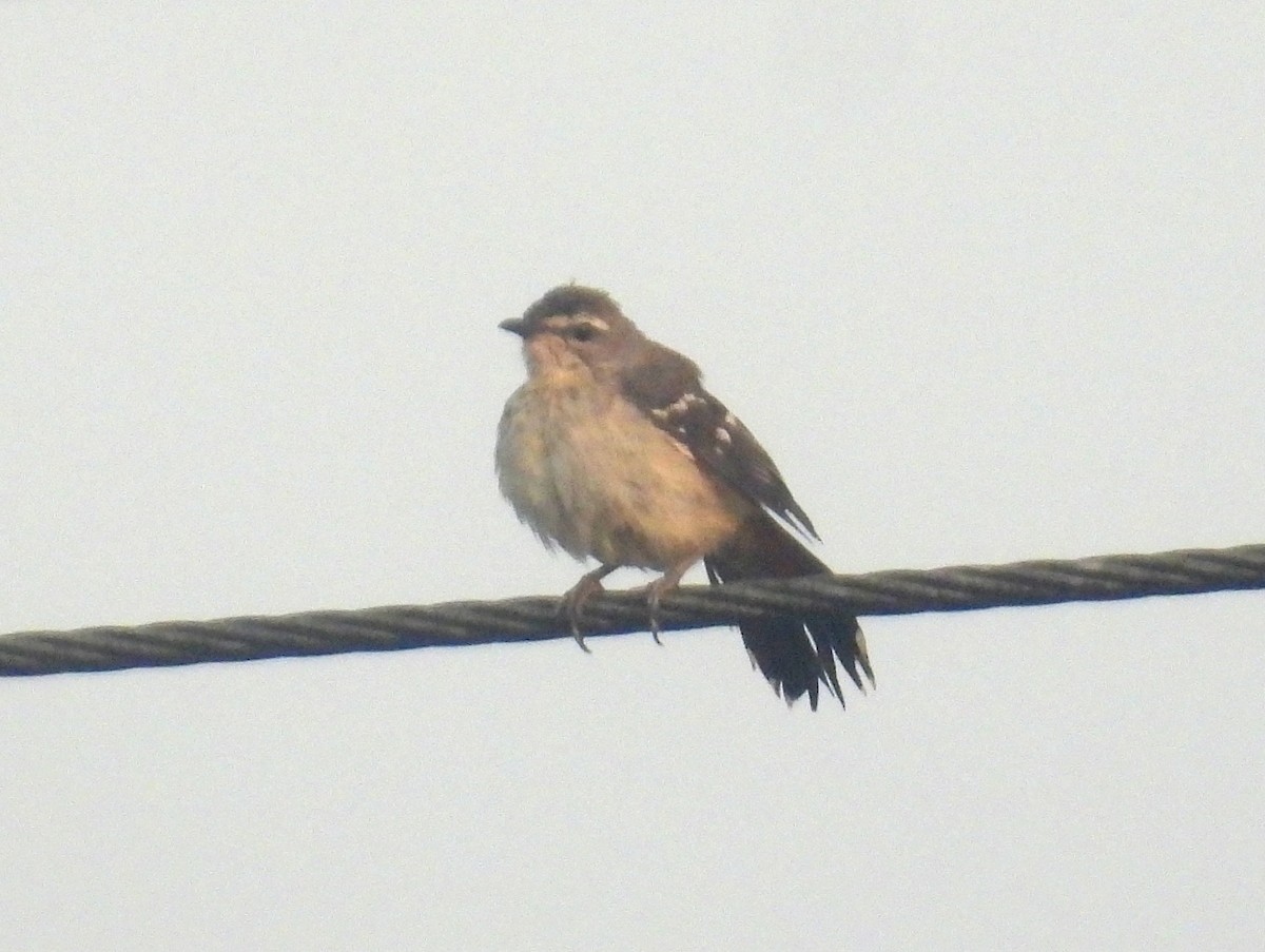 Brown-backed Scrub-Robin - ML620741113