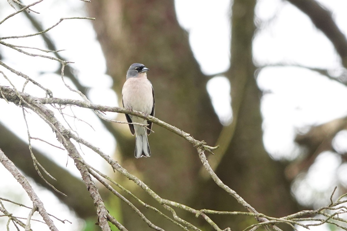 African Chaffinch - ML620741115