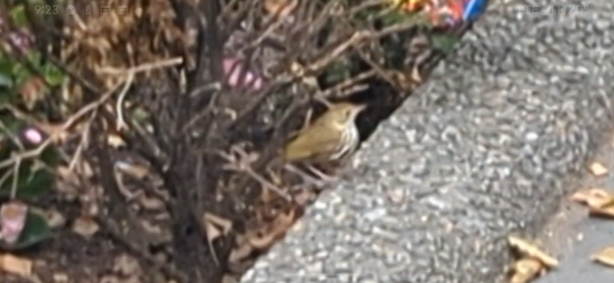 Ovenbird - ML620741117