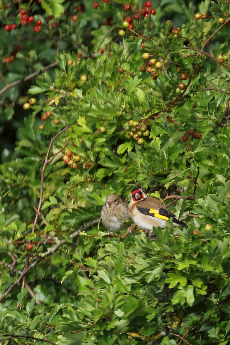 European Goldfinch - ML620741118