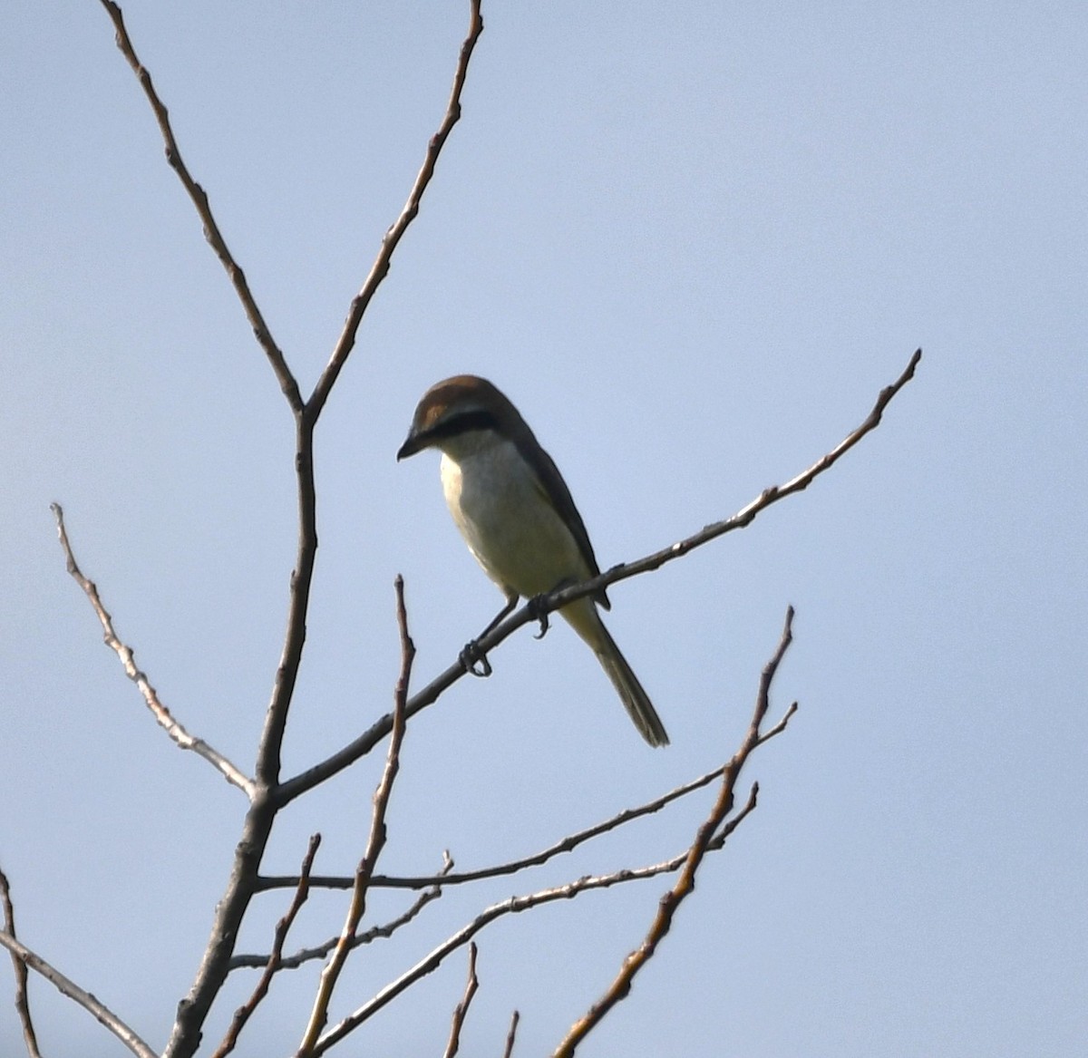 Brown Shrike - ML620741119