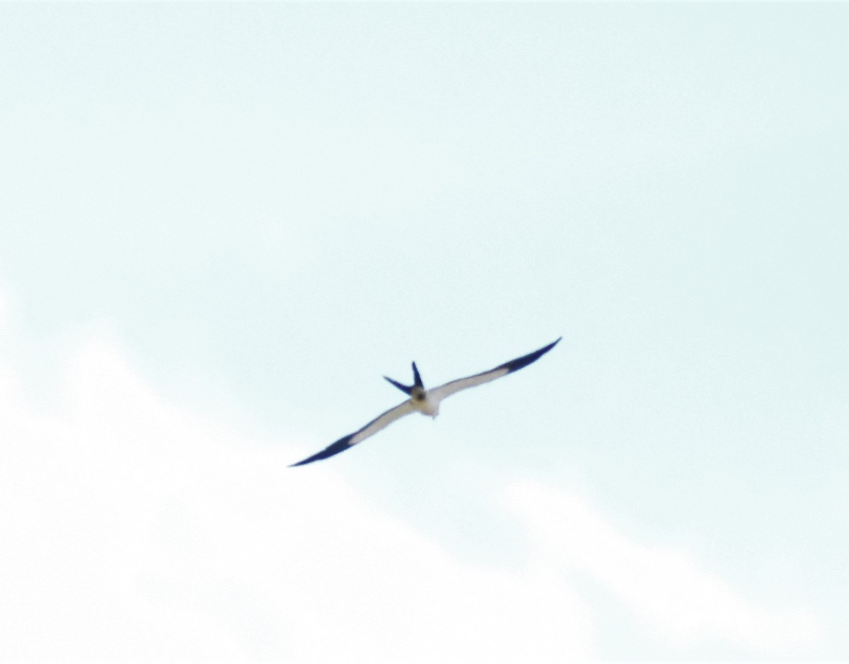 Swallow-tailed Kite - ML620741120